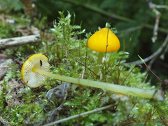 Pluteus admirabilis
