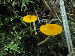 Pluteus admirabilis