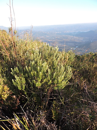 Image of Baccharis uncinella by (c) Fabrício Mil Homens Riella, some rights reserved (CC BY)