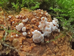 Rigidoporus crocatus image