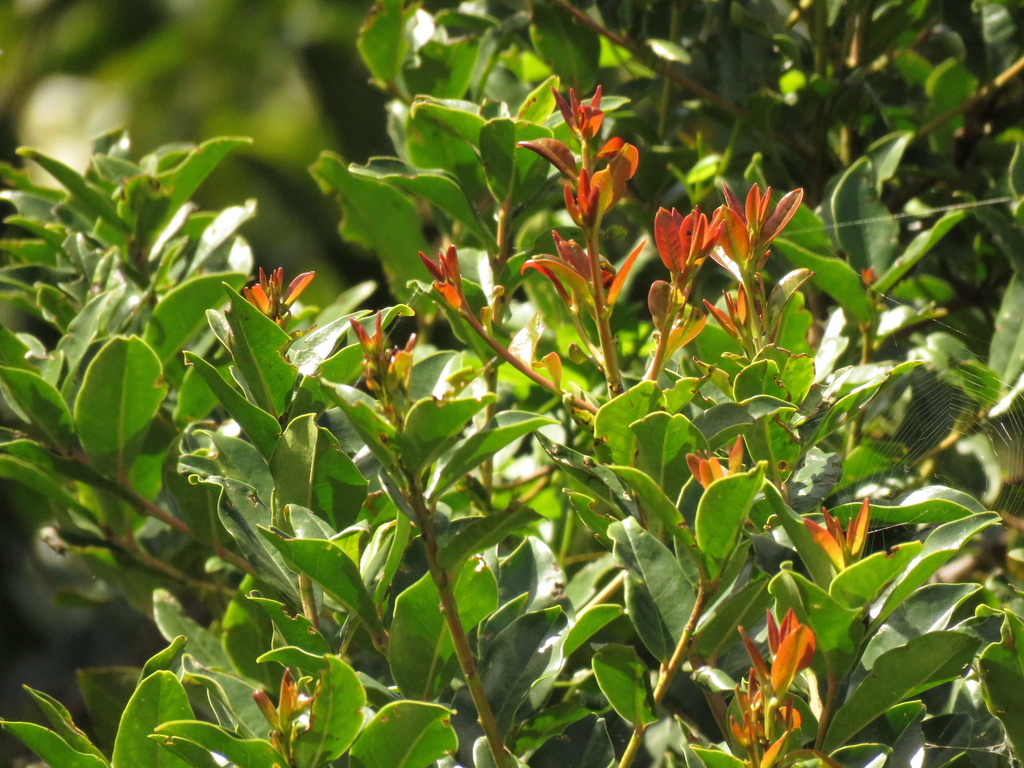 chuwaca (Flora Bosque Alto Andino) · iNaturalist