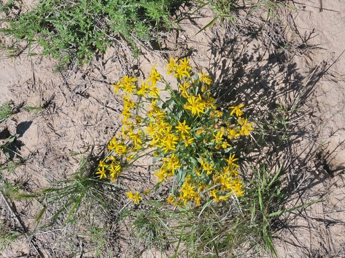threetooth ragwort (Packera tridenticulata)