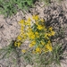 Three-tooth Groundsel - Photo (c) Trevor Schuller, some rights reserved (CC BY-NC), uploaded by Trevor Schuller