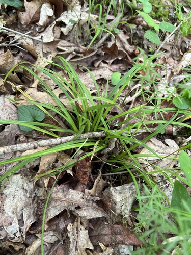 Cumberland Sedge (Carex cumberlandensis)