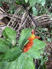 Costus pulverulentus image