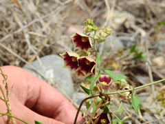 Philibertia gilliesii