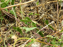 Philibertia gilliesii