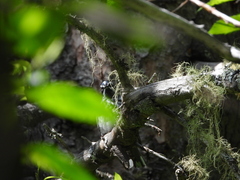 Mniotilta varia image