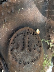 Cibotium glaucum