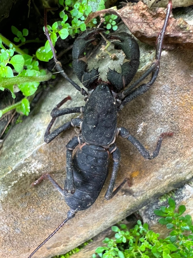 Mastigoproctus franckei
