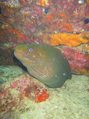 Gymnothorax castaneus