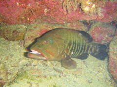 Cephalopholis panamensis
