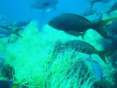 Cephalopholis colonus