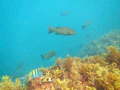 Mycteroperca rosacea