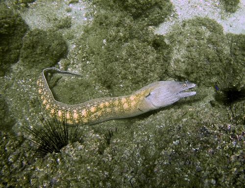 Argus Moray