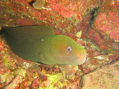 Gymnothorax castaneus