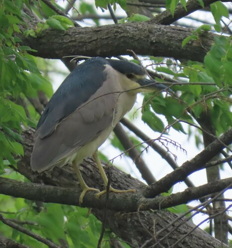 Black-crowned Night Heron photographed in Missouri