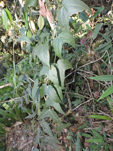 Image of Passiflora capsularis by (c) Fabrício Mil Homens Riella, some rights reserved (CC BY)
