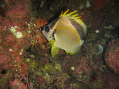 Johnrandallia nigrirostris