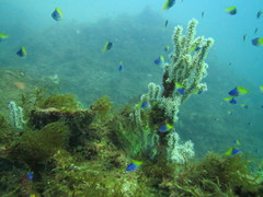 Chromis limbaughi