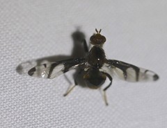 Loxoneuroides varipennis