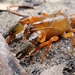 Tubercle Burrowing Crayfish - Photo (c) QuestaGame, some rights reserved (CC BY-NC-ND), uploaded by QuestaGame