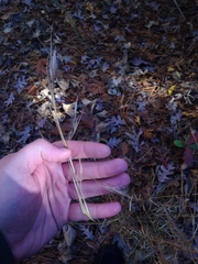 Andropogon virginicus