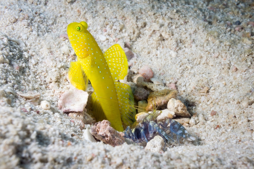 Yellow prawn-goby (Cryptocentrus cinctus) — Gobiidae