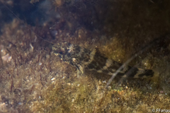 Bathygobius soporator