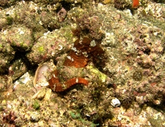 Hippocampus ingens