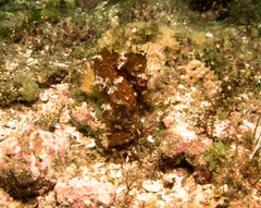 Hippocampus ingens