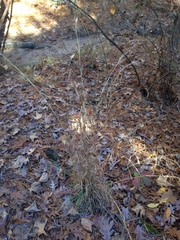 Andropogon virginicus