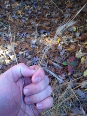 Andropogon virginicus