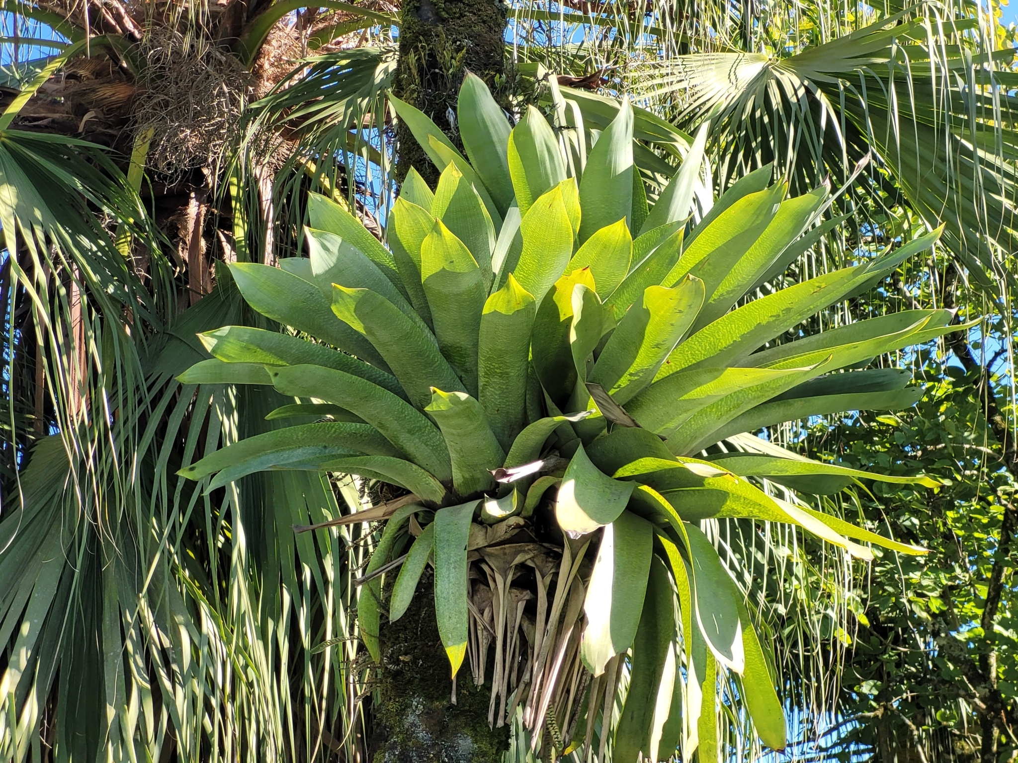 Vriesea gigantea