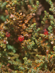 Lepidothamnus laxifolius