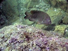 Stegastes flavilatus