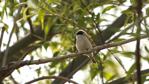 Remiz coronatus