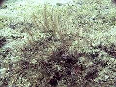 Macrorhynchia nuttingi