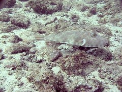 Sphoeroides lobatus