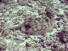 Urobatis concentricus