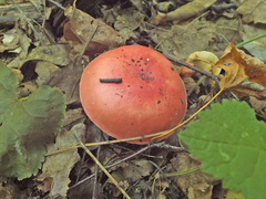 Russula pseudointegra