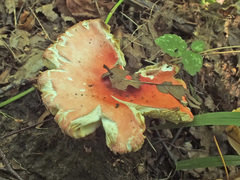 Russula pseudointegra