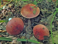 Russula pseudointegra