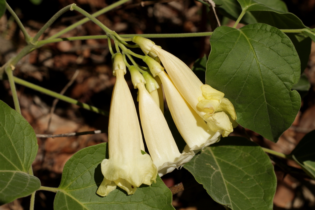 Anemopaegma longipetiolatum