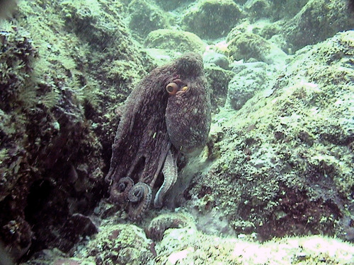 Photo of Hubbs' octopus (Octopus hubbsorum)