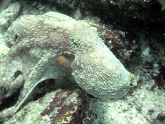 Octopus hubbsorum