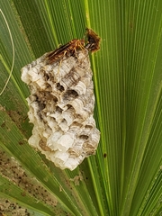 Polistes arizonensis
