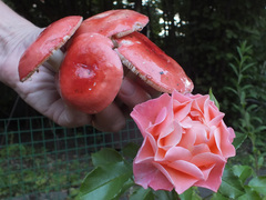 Russula pseudointegra