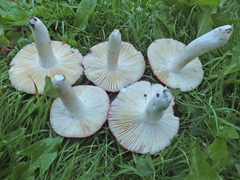 Russula pseudointegra