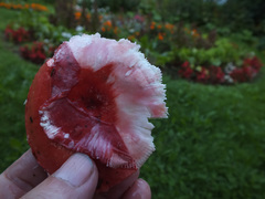 Russula pseudointegra